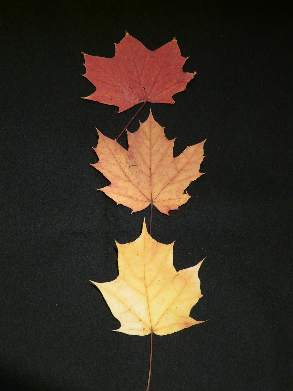 maple-leaves-63224_1280