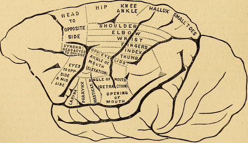 brain