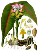 Curcuma zedoaria