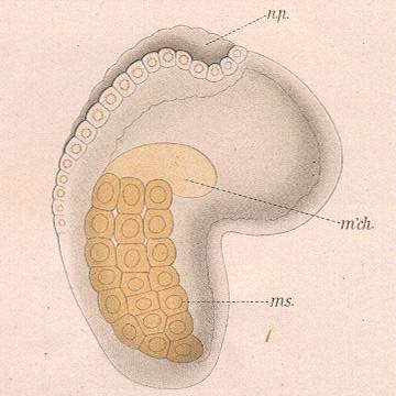 conk59