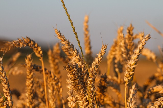 cornfield-404145_640