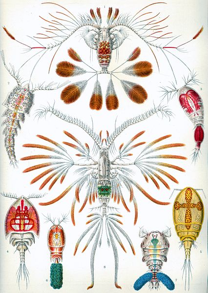 426px-Haeckel_Copepoda
