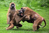 monkey-fight