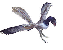 220px-Archaeopteryx_2B