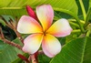 plumeria-369620_640